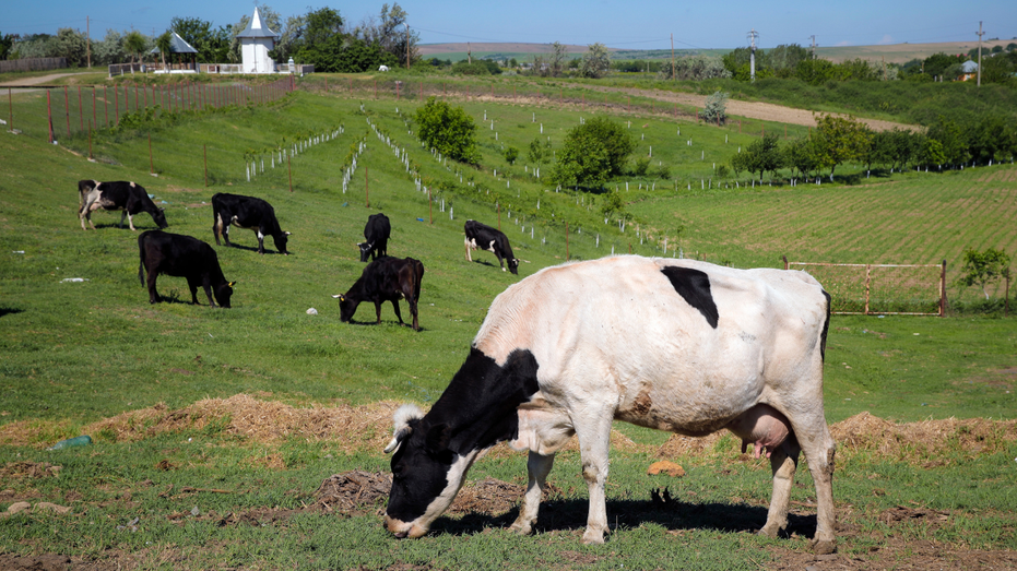 Denmark imposes world’s first carbon tax on flatulent farm animals