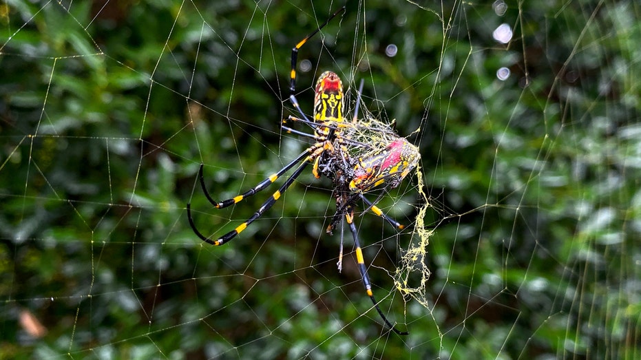 The Joro spider is spreading in the US, but it’s not the invasive species we have to worry about