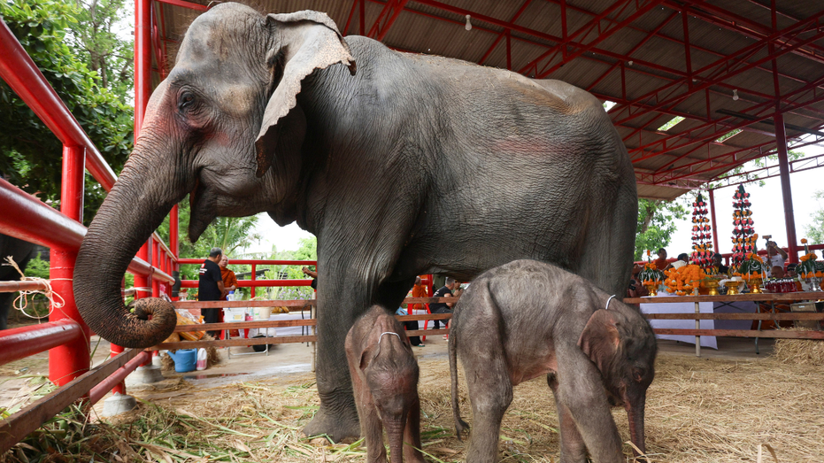Animal caretakers in Thailand ‘shocked’ after surprise birth of rare twin elephants